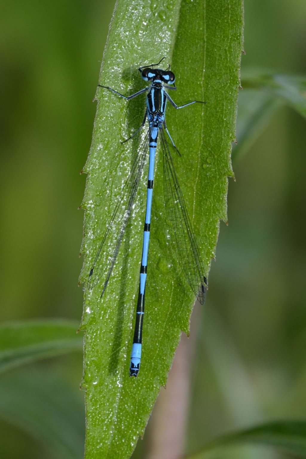 Coenagrion da confermare